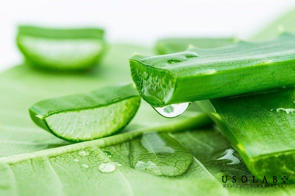 Thành phần thường có trong kem dưỡng lô hội