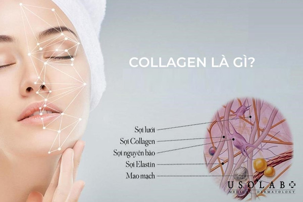 Collagen trong mỹ phẩm là một loại protein cấu trúc 