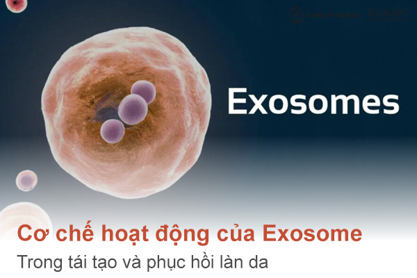 Cơ chế hoạt động của Exosome