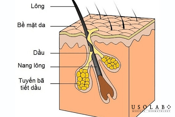 Lý thuyết cơ bản về da
