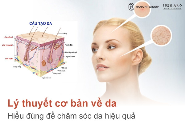 Lý thuyết cơ bản về da