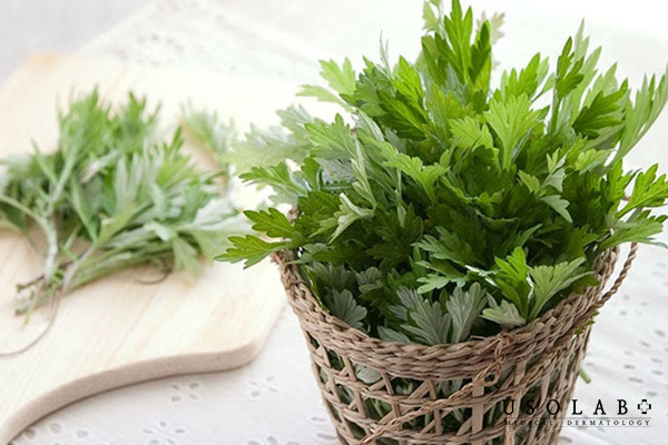 Cây ngải cứu – Làm dịu da, mờ vết thâm, hỗ trợ chống oxy hóa