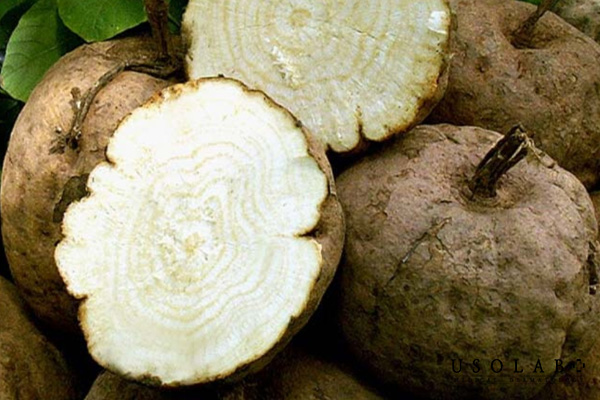 Cây sâm tố nữ – Trắng da, săn chắc, trẻ hóa qua đường uống