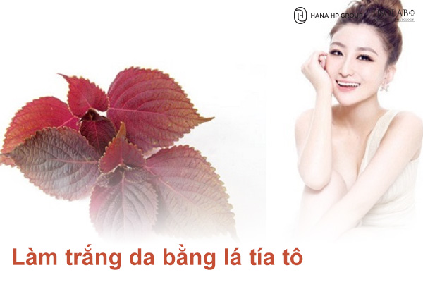 Làm trắng da bằng lá tía tô bí quyết từ thiên nhiên cho làn da rạng rỡ