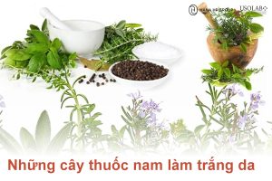 7 Cây thuốc nam làm trắng da nhanh và an toàn cho phái đẹp