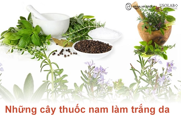 7 Cây thuốc nam làm trắng da nhanh và an toàn cho phái đẹp