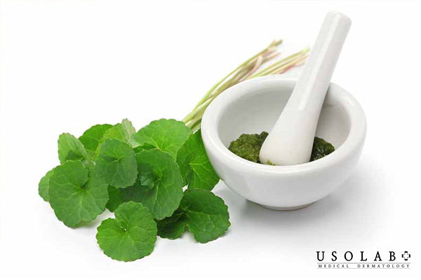 Rau má chứa nhiều vitamin C, vitamin A, vitamin K