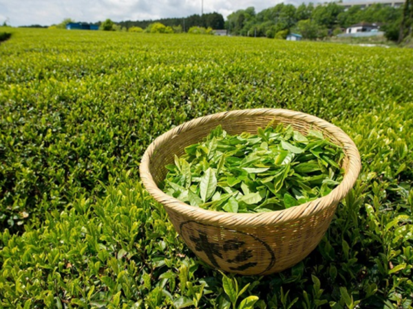 tắm trắng bằng chè xanh