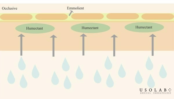 Thành phần giúp nhận biết kem dưỡng da có kiêm dưỡng ẩm hay không
