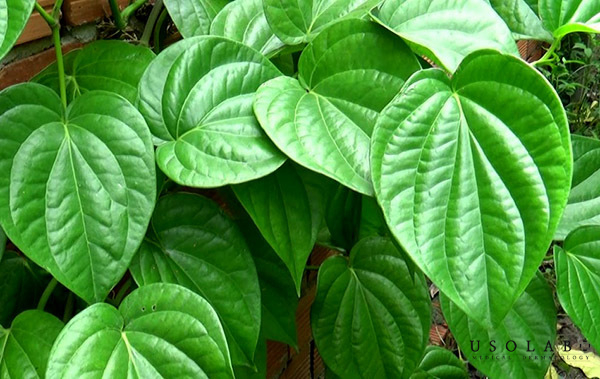 Lá trầu không có tính kháng khuẩn, chống viêm và làm sạch tự nhiên