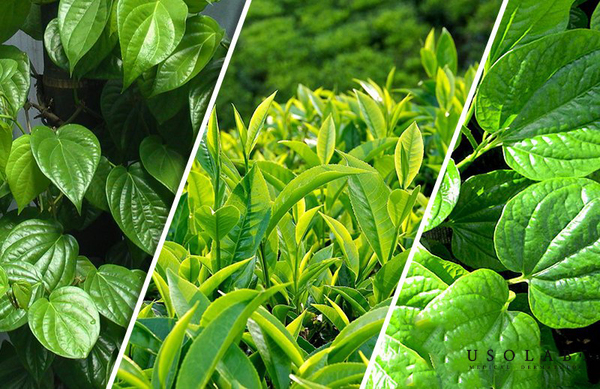 Lá trầu không + trà xanh