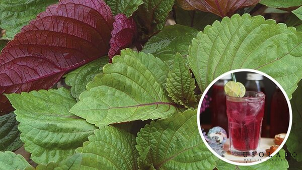 Lá tía tô – Bí quyết làm sáng da từ thảo dược dân gian Lá tía tô – Bí quyết làm sáng da từ thảo dược dân gian