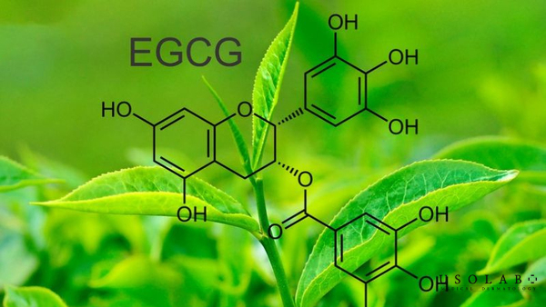 Lá trà xanh – Chống oxy hoá, làm sáng và ngăn ngừa lão hoá Lá trà xanh – Chống oxy hoá, làm sáng và ngăn ngừa lão hoá