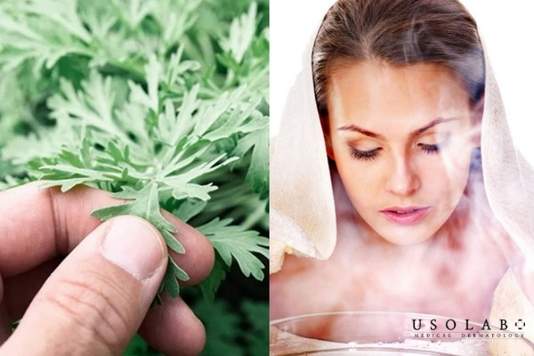 Lá ngải cứu – Làm dịu da, hỗ trợ trắng sáng và giảm viêm Lá ngải cứu – Làm dịu da, hỗ trợ trắng sáng và giảm viêm