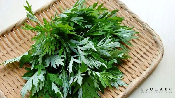 Lá ngải cứu có tính kháng khuẩn, giảm viêm và điều hòa tuyến bã nhờn