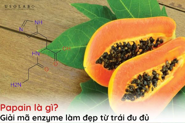 papain là gì