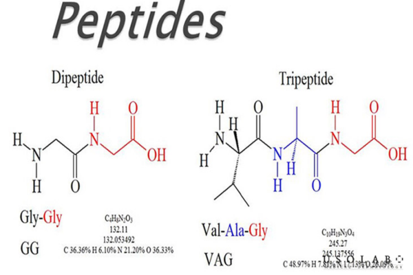 Các loại peptide phổ biến trong skincare Các loại peptide phổ biến trong skincare