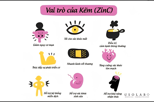 Kẽm (Zinc) là một vi khoáng thiết yếu, tham gia vào hơn 300 enzyme trong cơ thể