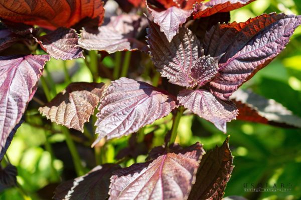Lá tía tô (tên khoa học: Perilla frutescens) là một loại thảo dược thuộc họ bạc hà