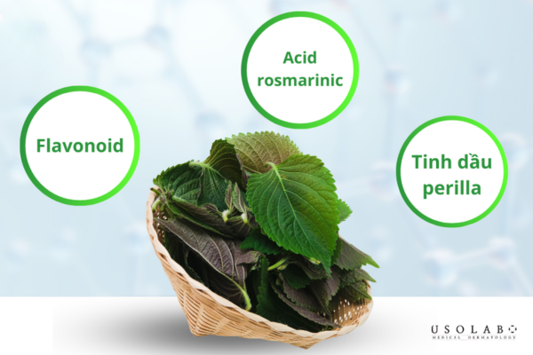 Lá tía tô có các hoạt chất có khả năng kháng viêm và chống oxy hóa mạnh.