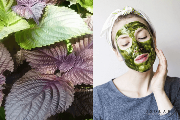 Đắp mặt nạ lá tía tô giúp đưa trực tiếp các hoạt chất chống oxy hóa và kháng viêm lên da
