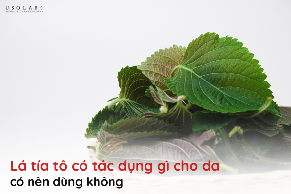 lá tía tô có tác dụng gì cho da