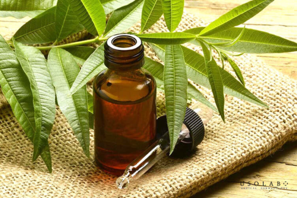 Chấm mụn bằng tinh chất tràm trà