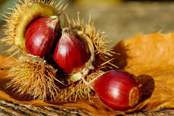da mặt nổi gân xanh