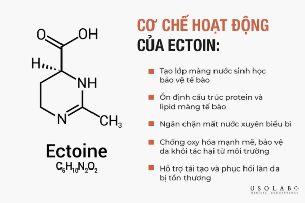 ectoin chống stress môi trường