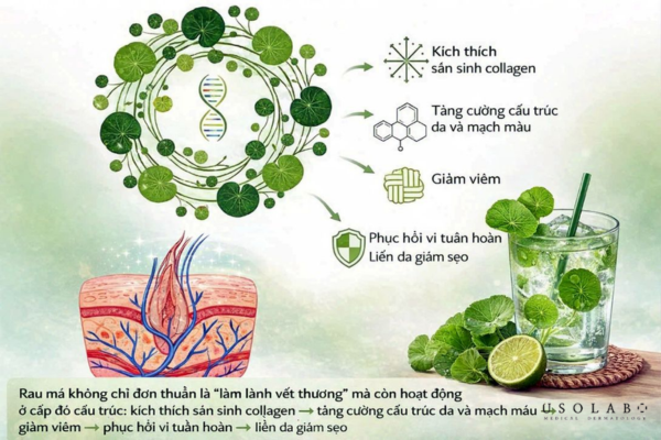 rau má phục hồi da
