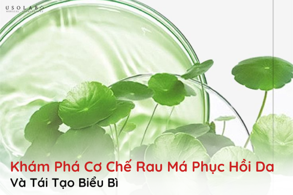 rau má phục hồi da