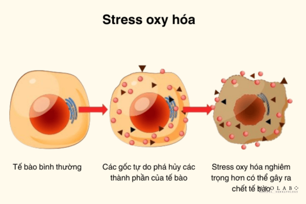 stress oxy hóa trên da