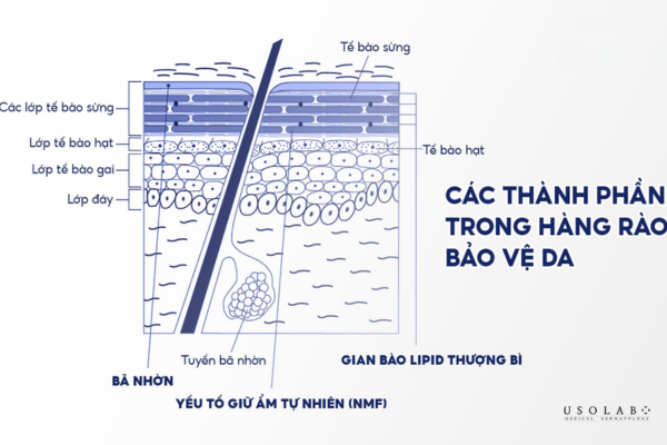 công dụng của hàng rào da