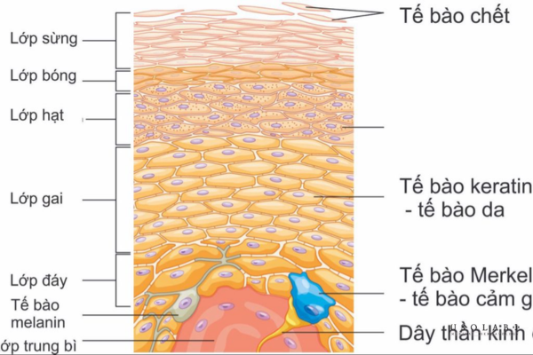 thần kinh da là gì