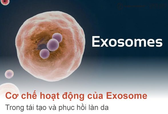 Cơ chế hoạt động của Exosome