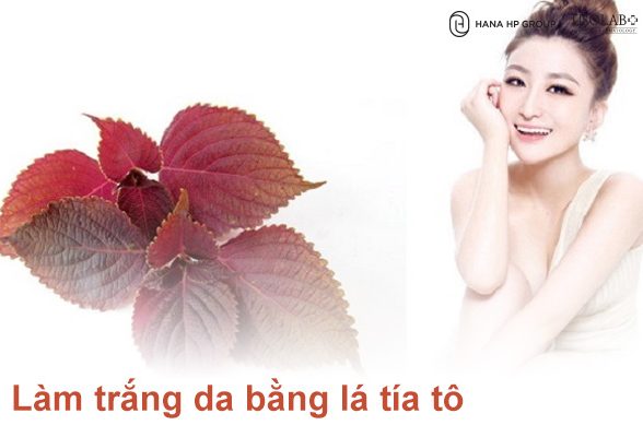 Làm trắng da bằng lá tía tô bí quyết từ thiên nhiên cho làn da rạng rỡ