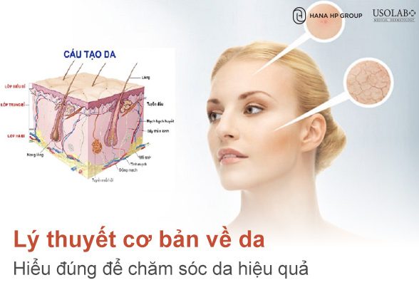 Lý thuyết cơ bản về da