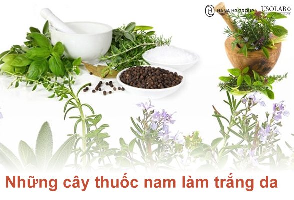 7 Cây thuốc nam làm trắng da nhanh và an toàn cho phái đẹp