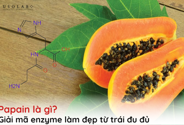papain là gì