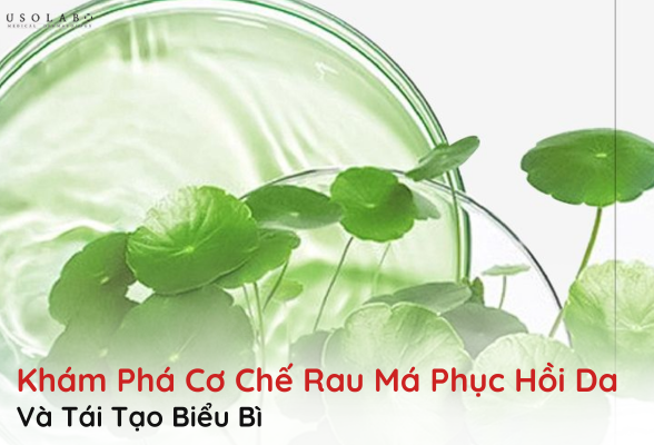 rau má phục hồi da